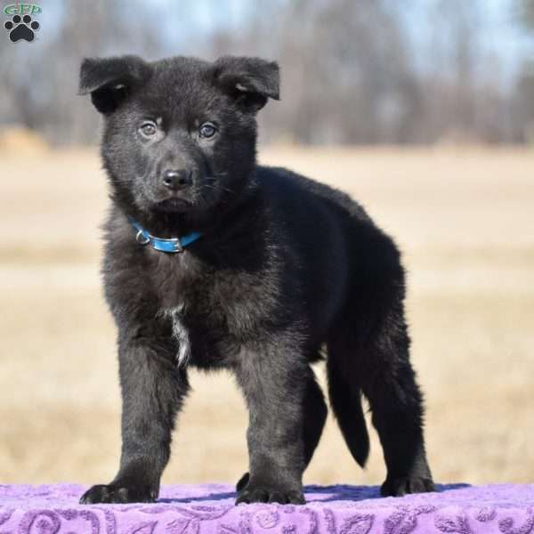 Ruger, German Shepherd Puppy