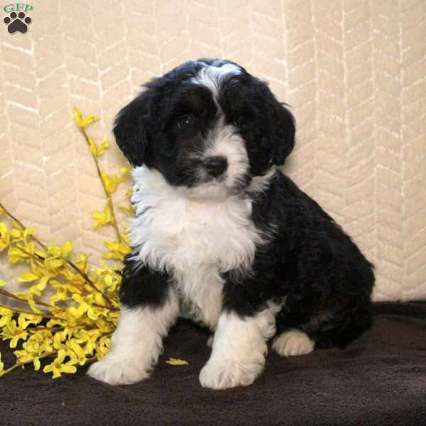 Rumi, Mini Aussiedoodle Puppy