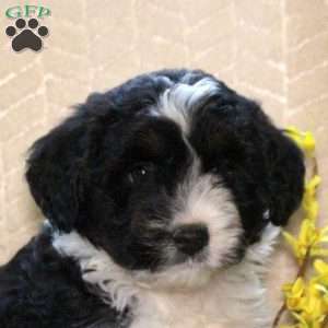 Rumi, Mini Aussiedoodle Puppy