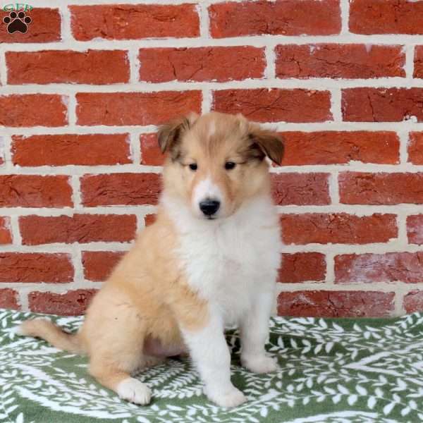 Rusty, Collie Puppy
