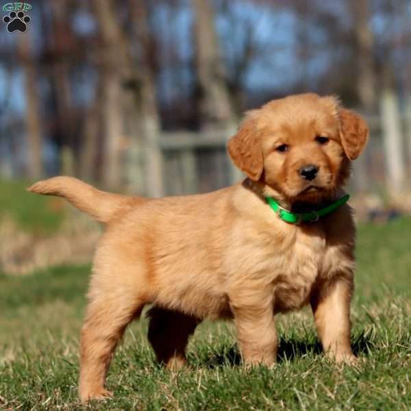 Rusty, Golden Retriever Puppy