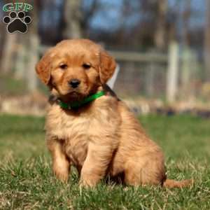 Rusty, Golden Retriever Puppy