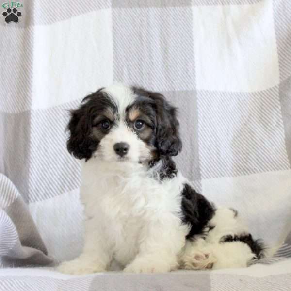 Ryan, Cavachon Puppy