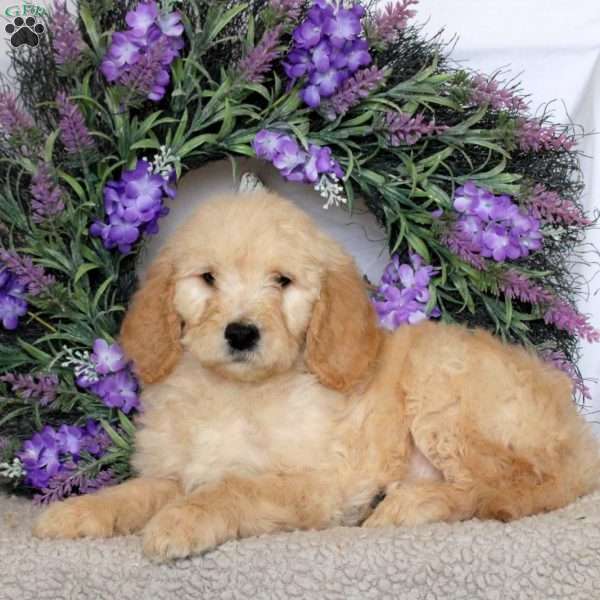 Ryan, Goldendoodle Puppy