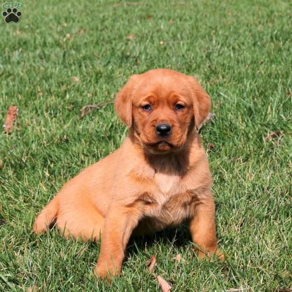 Ryan, Fox Red Labrador Retriever Puppy