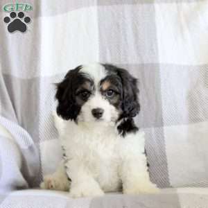 Ryan, Cavachon Puppy