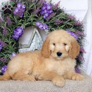 Ryan, Goldendoodle Puppy