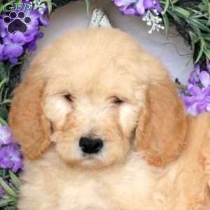 Ryan, Goldendoodle Puppy