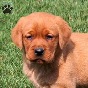 Ryan, Fox Red Labrador Retriever Puppy