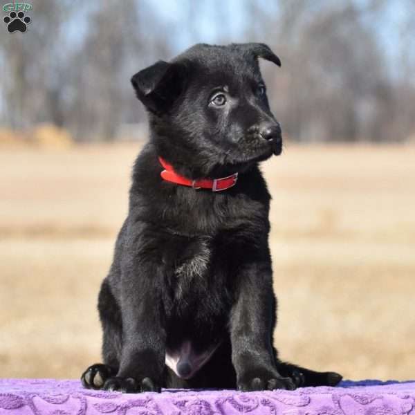 Ryker, German Shepherd Puppy