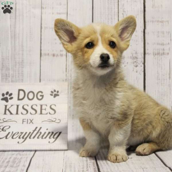 Scout, Pembroke Welsh Corgi Puppy