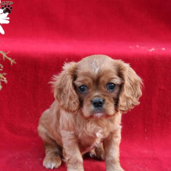 Sabrina, Cavalier King Charles Spaniel Puppy