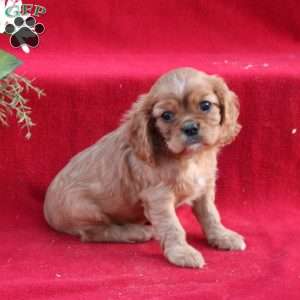 Sabrina, Cavalier King Charles Spaniel Puppy