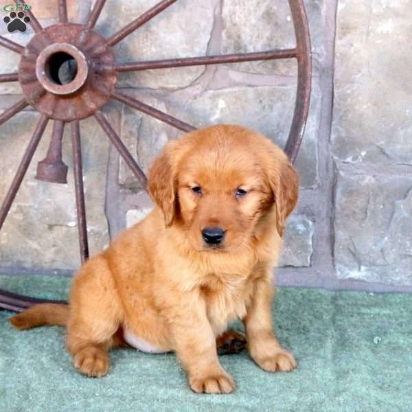 Sadie, Golden Retriever Puppy
