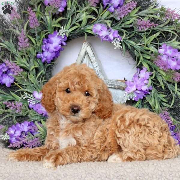 Sadie, Mini Goldendoodle Puppy