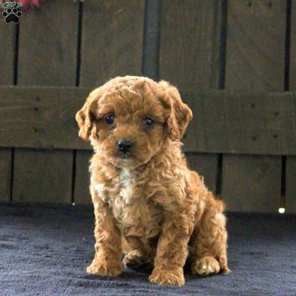 Sadie, Cavapoo Puppy