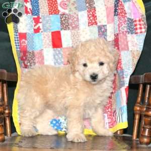 Sadie, Cockapoo Puppy