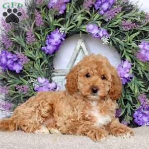 Sadie, Mini Goldendoodle Puppy