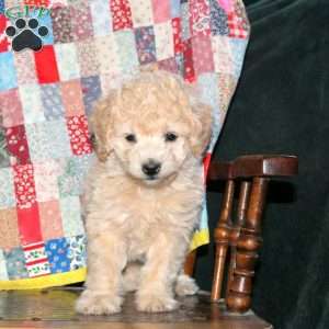 Sadie, Cockapoo Puppy