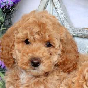Sadie, Mini Goldendoodle Puppy
