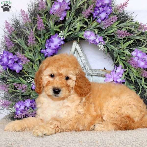 Saffron, Mini Goldendoodle Puppy