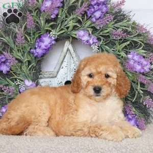 Saffron, Mini Goldendoodle Puppy