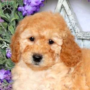 Saffron, Mini Goldendoodle Puppy