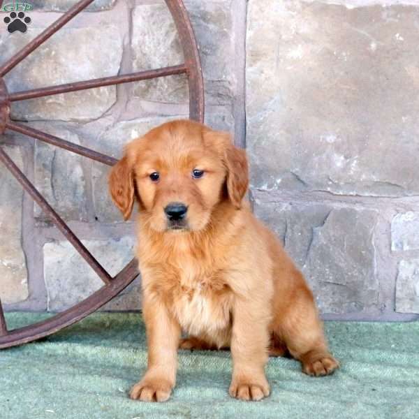 Sage, Golden Retriever Puppy