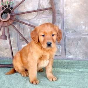 Sage, Golden Retriever Puppy