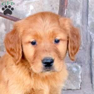 Sage, Golden Retriever Puppy