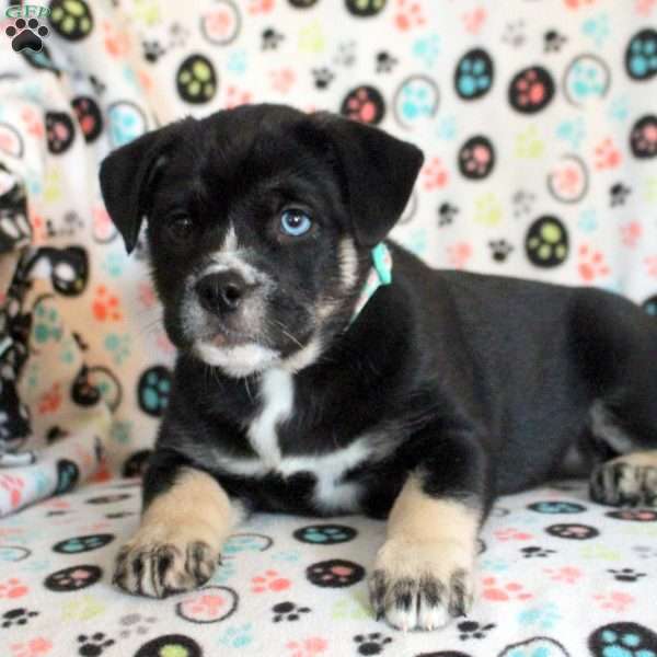 Salem, Siberian Husky Mix Puppy