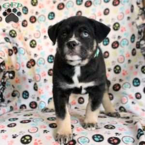 Salem, Siberian Husky Mix Puppy