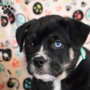 Salem, Siberian Husky Mix Puppy