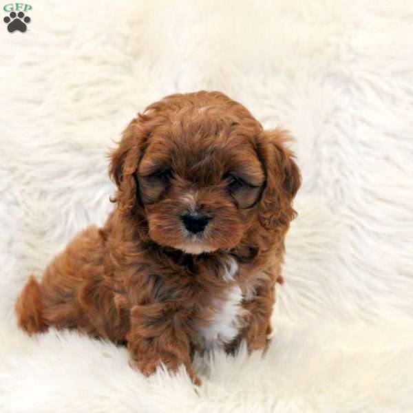 Sally, Cavapoo Puppy