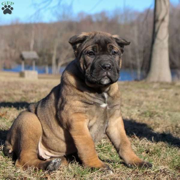 Sally, Cane Corso Puppy