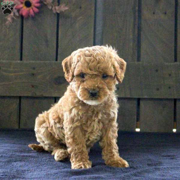 Sally, Cavapoo Puppy