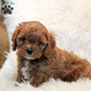 Sally, Cavapoo Puppy