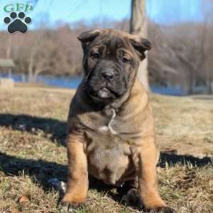 Sally, Cane Corso Puppy
