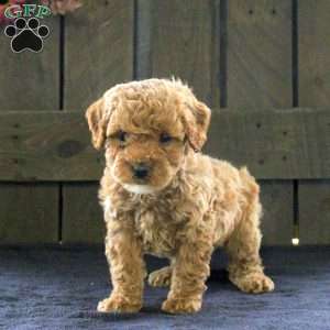 Sally, Cavapoo Puppy