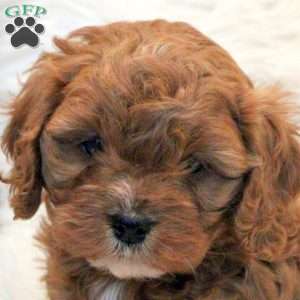 Sally, Cavapoo Puppy