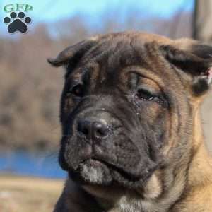 Sally, Cane Corso Puppy