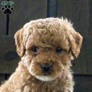 Sally, Cavapoo Puppy