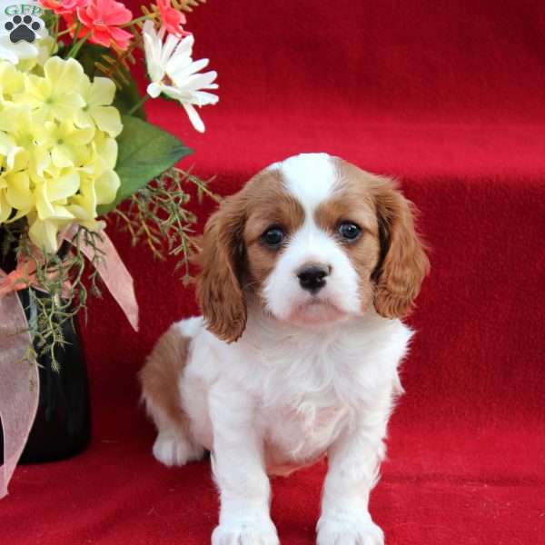 Salvador, Cavalier King Charles Spaniel Puppy