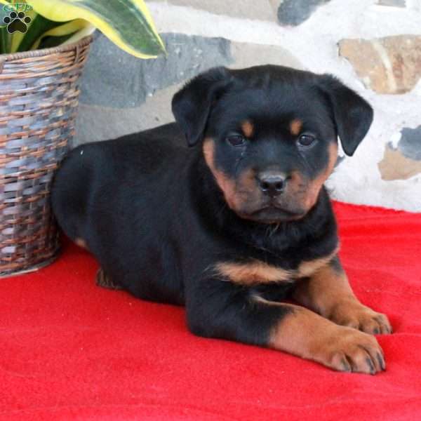 Samantha, Rottweiler Puppy