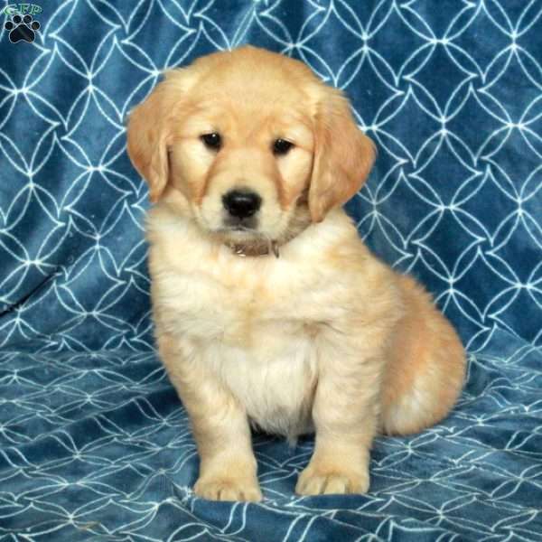 Samantha, Golden Retriever Puppy