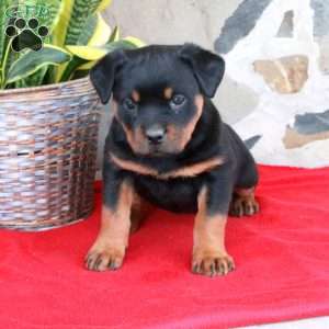 Samantha, Rottweiler Puppy