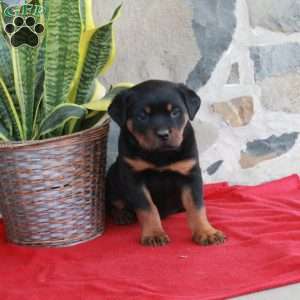 Samantha, Rottweiler Puppy