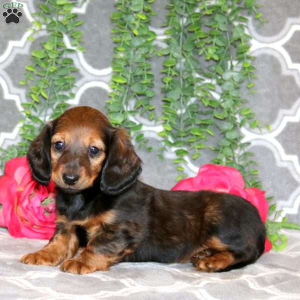Samantha – Mini, Dachshund Puppy