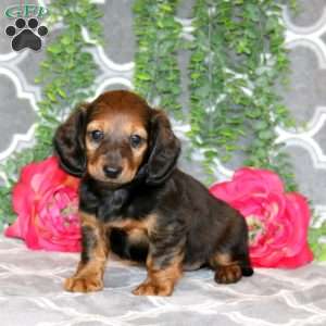 Samantha – Mini, Dachshund Puppy