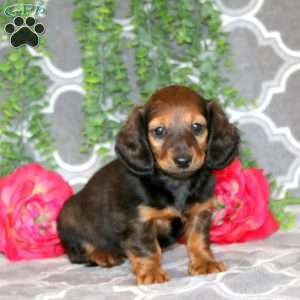 Samantha – Mini, Dachshund Puppy